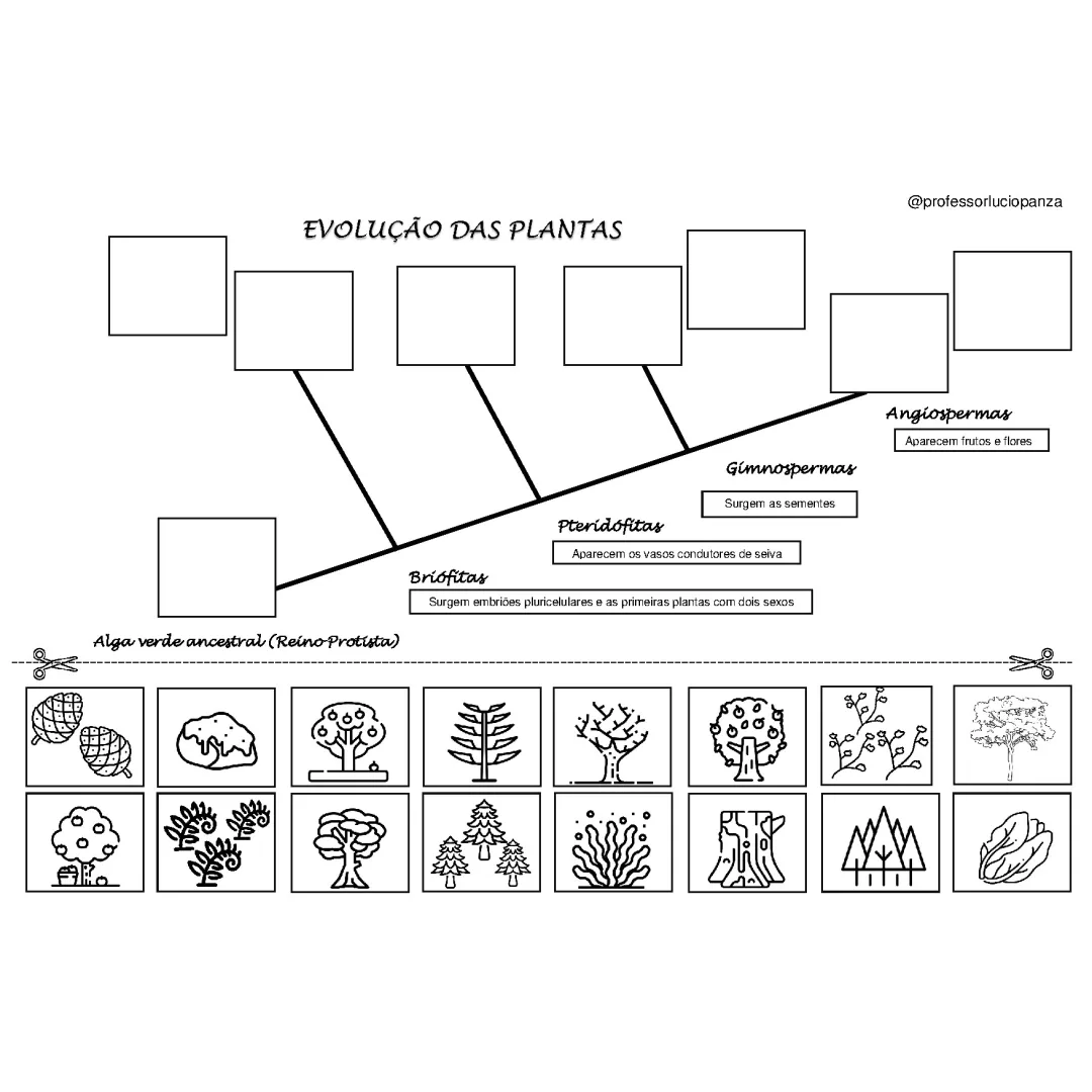 Evolução das Plantas Mapa Cladograma Recorte e Colagem em PDF 8° Ano