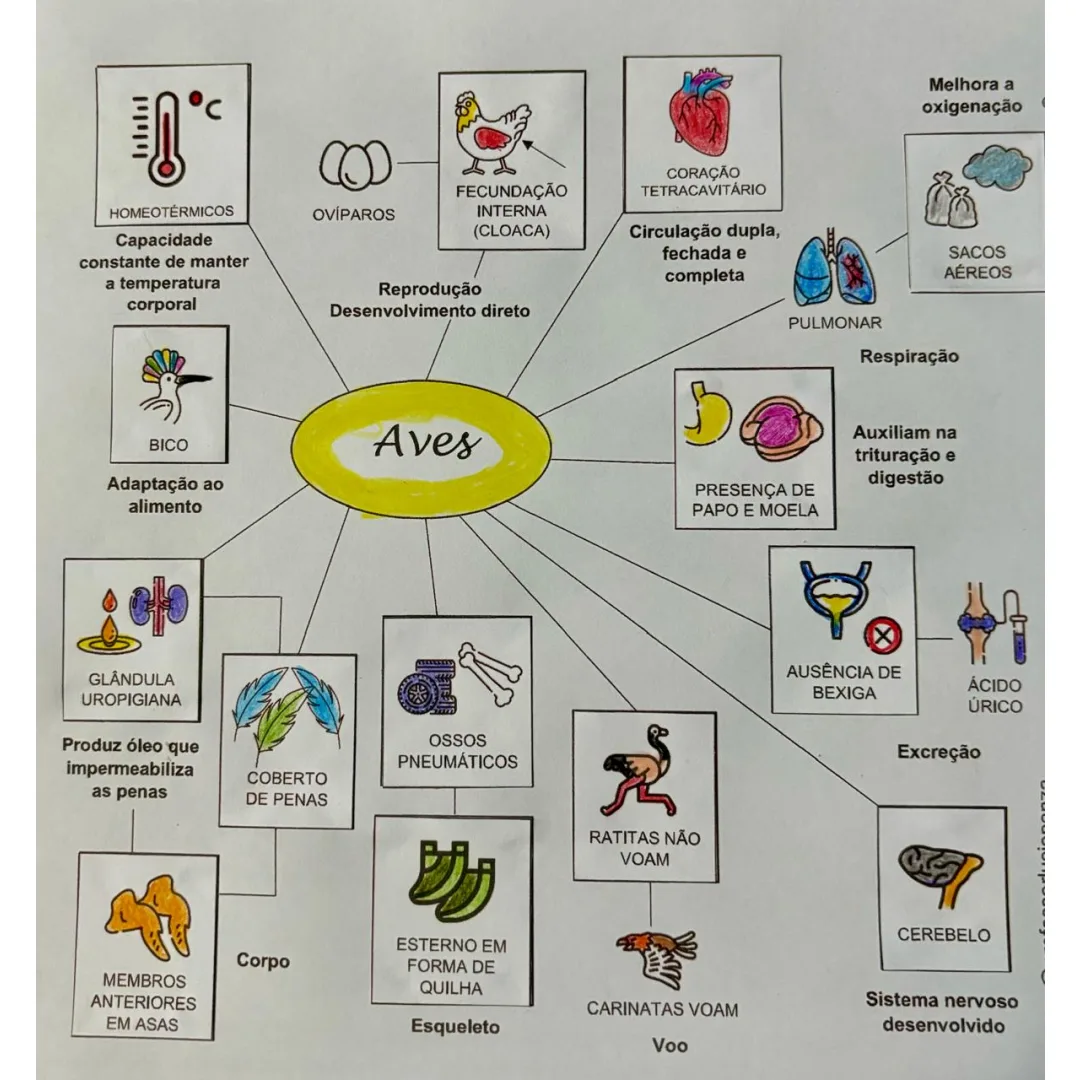 Aves com Recorte e Colagem em Pdf 6° ao 9° Ano
