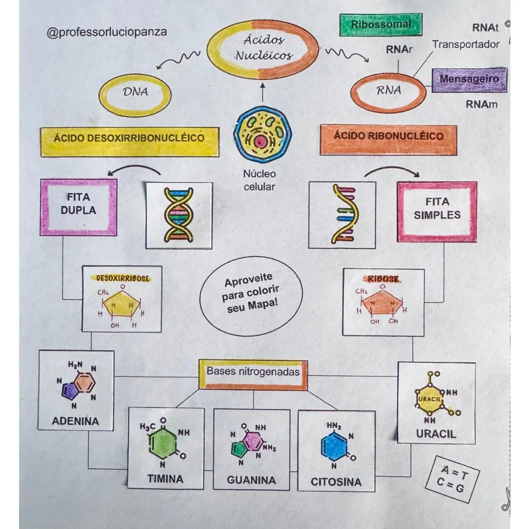 DNA e RNA Mapa Mental Recorte e Colagem em PDF