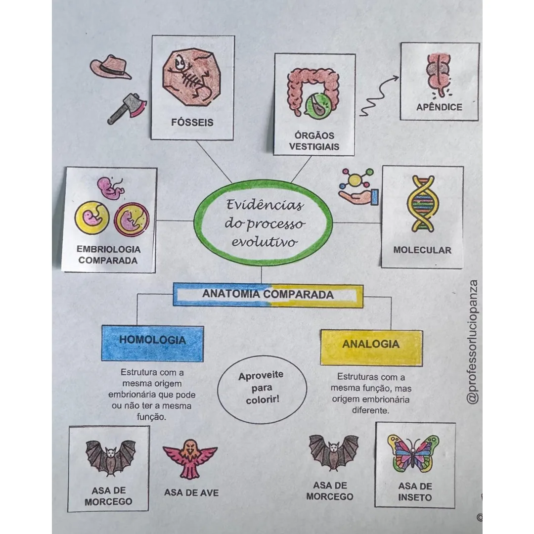 Evidências da Evolução Mapa Mental Recorte e Colagem em PDF 9° Ano