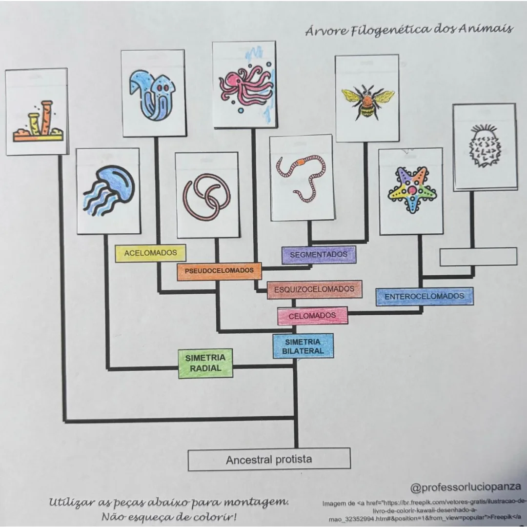 Evolução dos Invertebrados Mapa Mental Árvore Filogenética Recorte e Colagem em Pdf 8° Ano