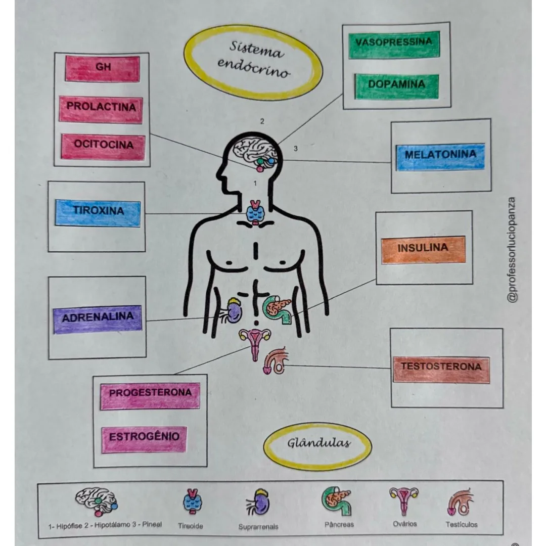 Hormônios e sistema endócrino mapa mental recorte e colagem em PDF 6° ano