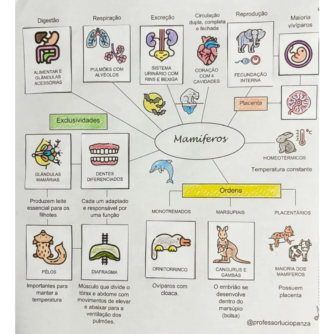 Mamíferos Mapa mental recorte e colagem em PDF 