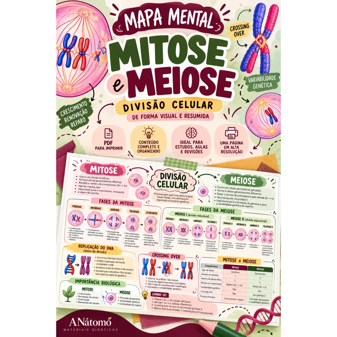 Mapa Mental Ilustrado de Mitose e Meiose para Ensino Médio em PDF