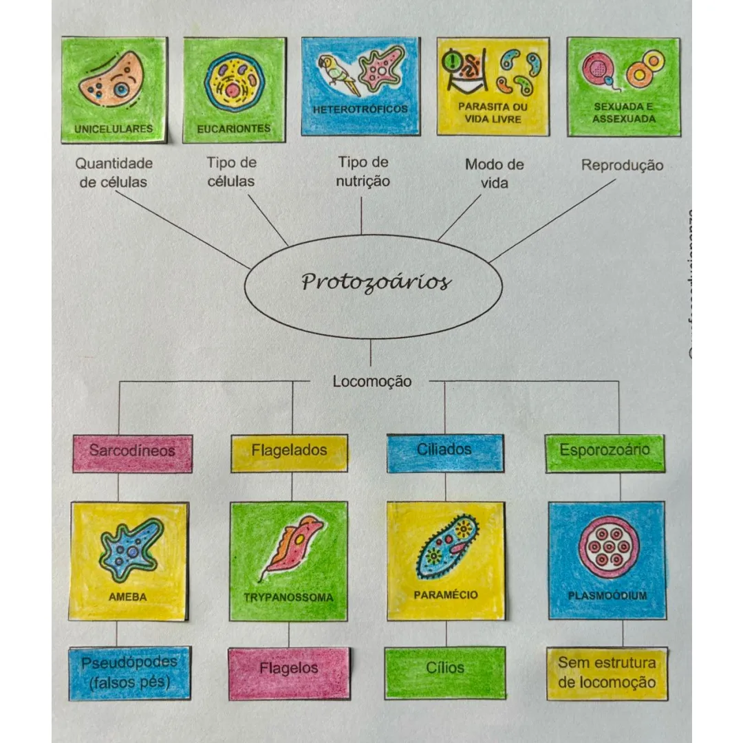 Protozoários Mapa Mental Recorte e Colagem em PDF 7° Ano