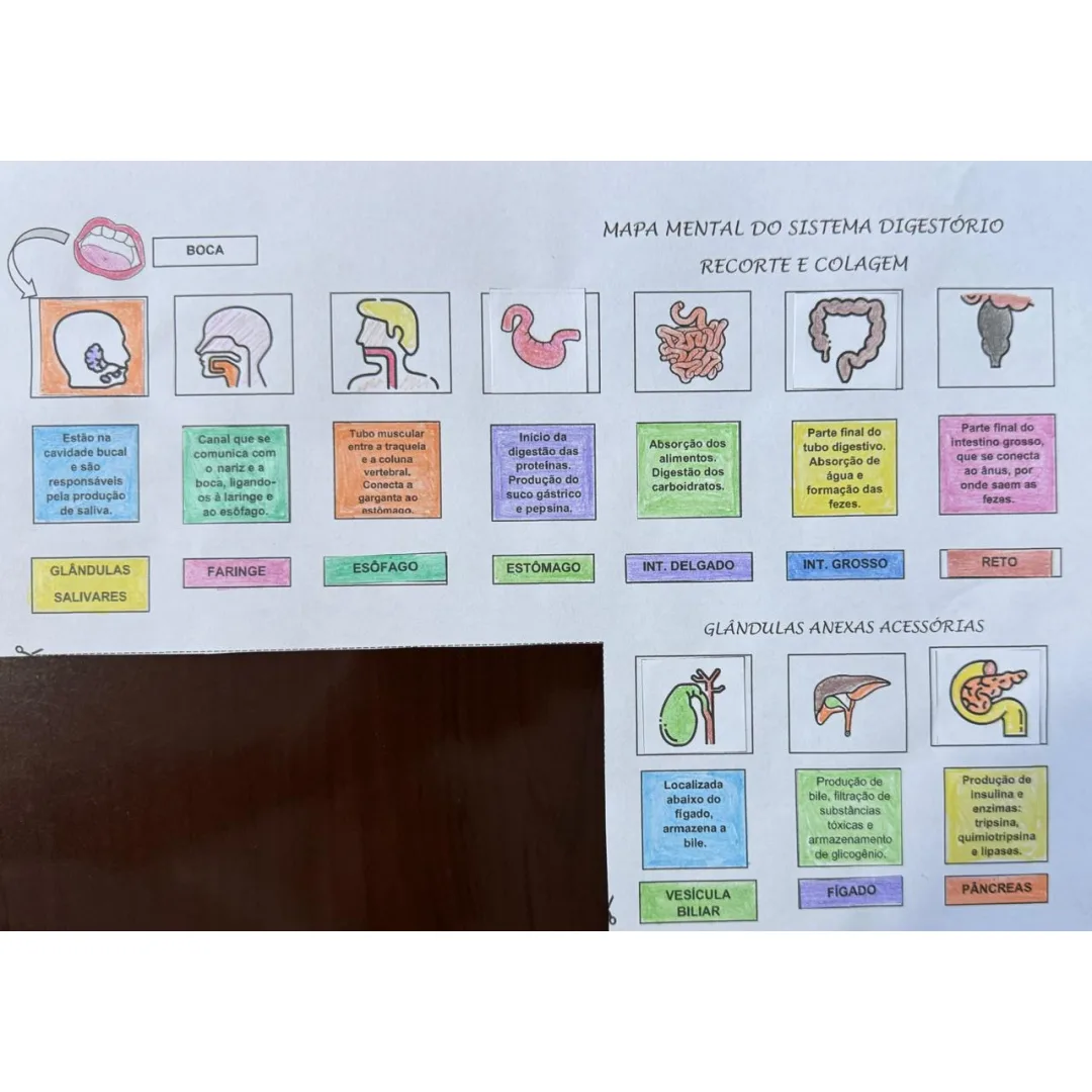 Sistema Digestório Mapa Mental Recorte e Colagem em PDF 8° Ano
