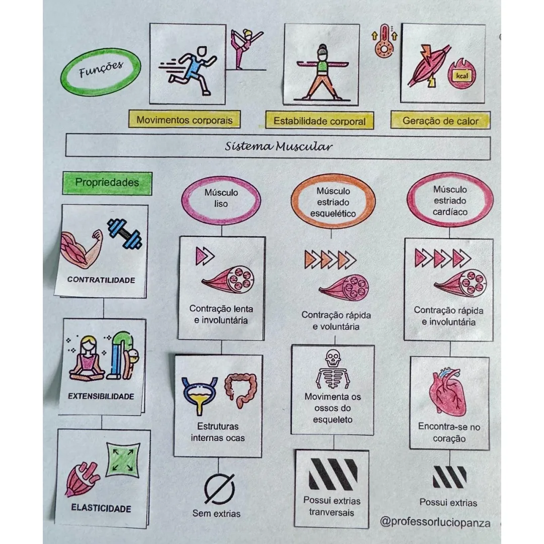 Sistema Muscular Mapa Mental Recorte e Colagem em PDF 6° Ano