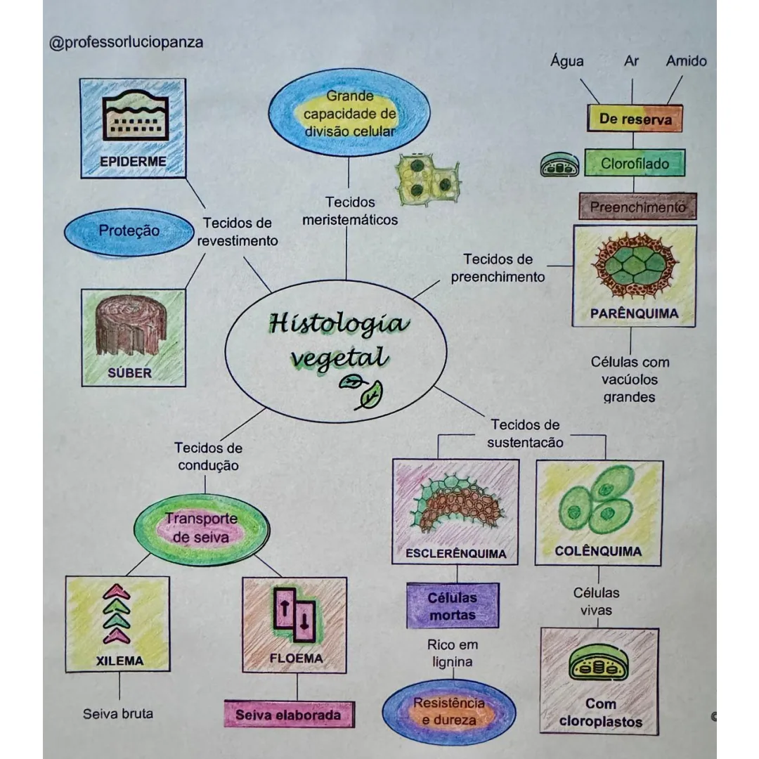 Tecidos Vegetais Mapa Mental Recorte e Colagem em PDF 7°ano