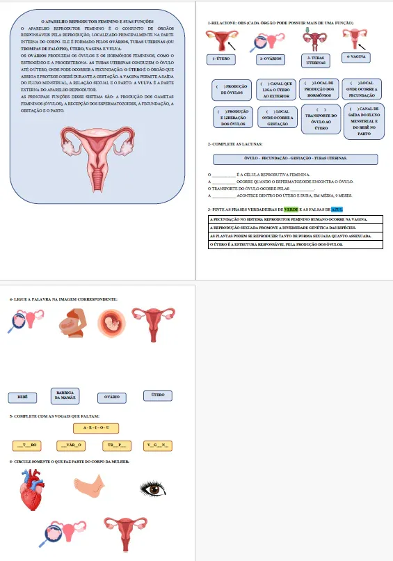 Atividade Adaptada: Sistema Reprodutor Feminino - Anatomia e Funções — imagem 2