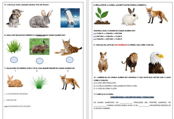 Atividades Adaptadas de Ecologia e Cadeia Alimentar (Educação Especial e AEE) 🌱🐇🦊 — imagem 3