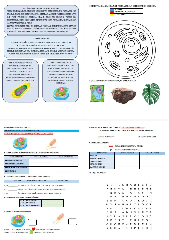 Atividades Adaptadas sobre Células: Procariontes e Eucariontes (Educação Especial e AEE) 🧫🔬 — imagem 2