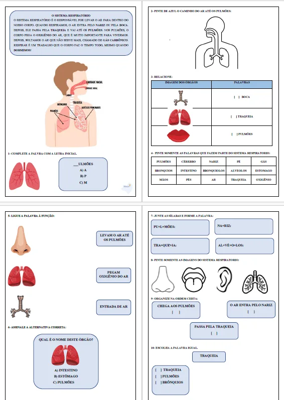 Atividades Adaptadas sobre o Sistema Respiratório: Órgãos e Processo da Respiração — imagem 2