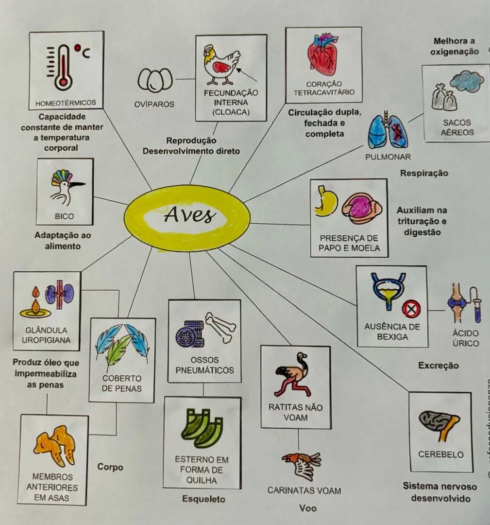 Aves com Recorte e Colagem em Pdf 6° ao 9° Ano — imagem 2
