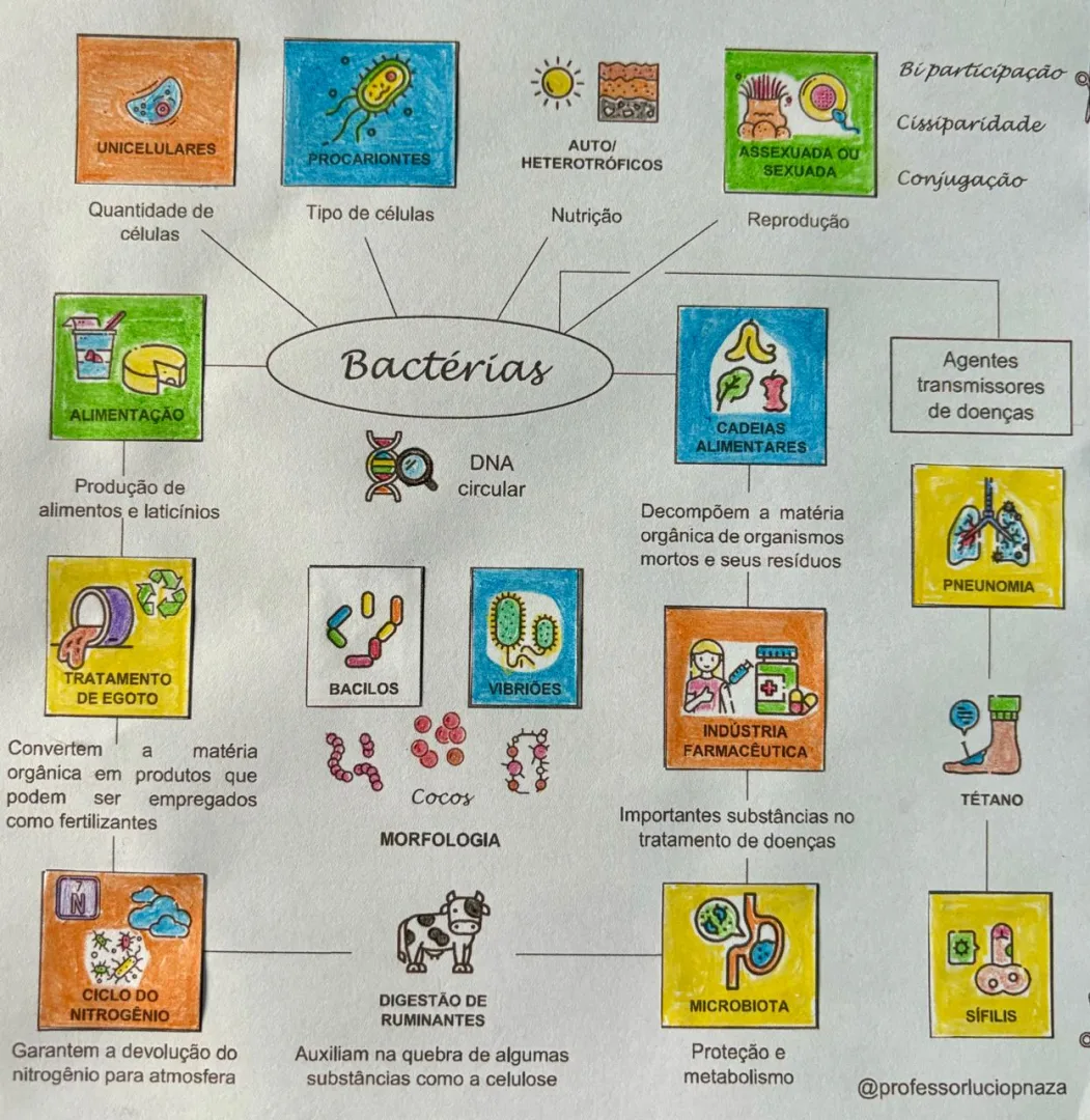Bactérias em Mapa Mental com Recorte e Colagem em Pdf — imagem 2