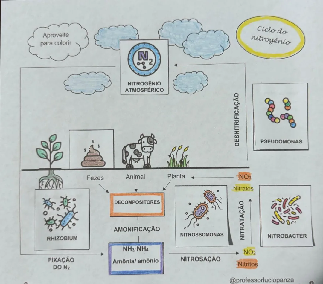 Ciclos Biogeoquímicos Mapa mental Recorte e Colagem em PDF - Nitrogênio — imagem 2