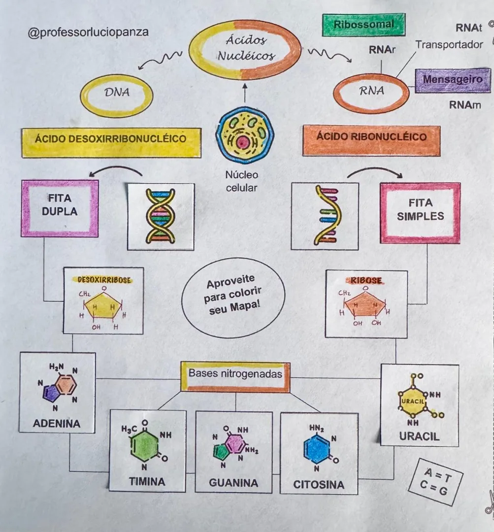 DNA e RNA Mapa Mental Recorte e Colagem em PDF — imagem 2