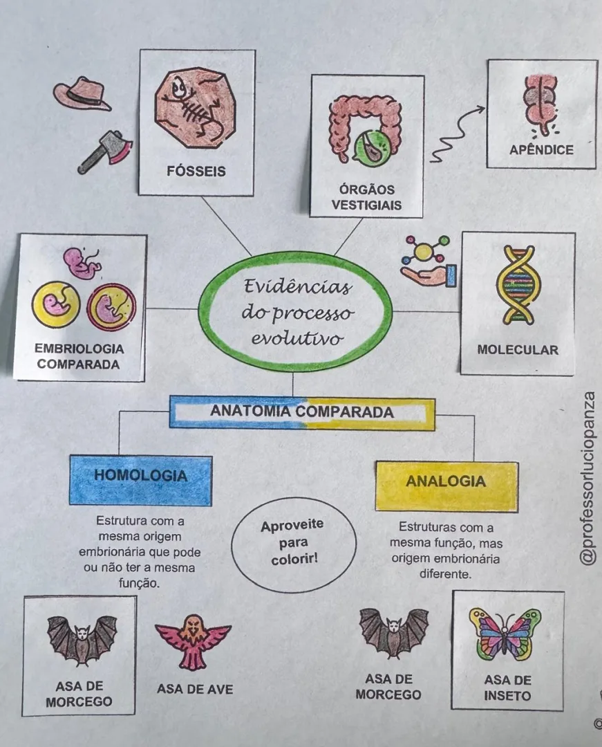Evidências da Evolução Mapa Mental Recorte e Colagem em PDF 9° Ano — imagem 2