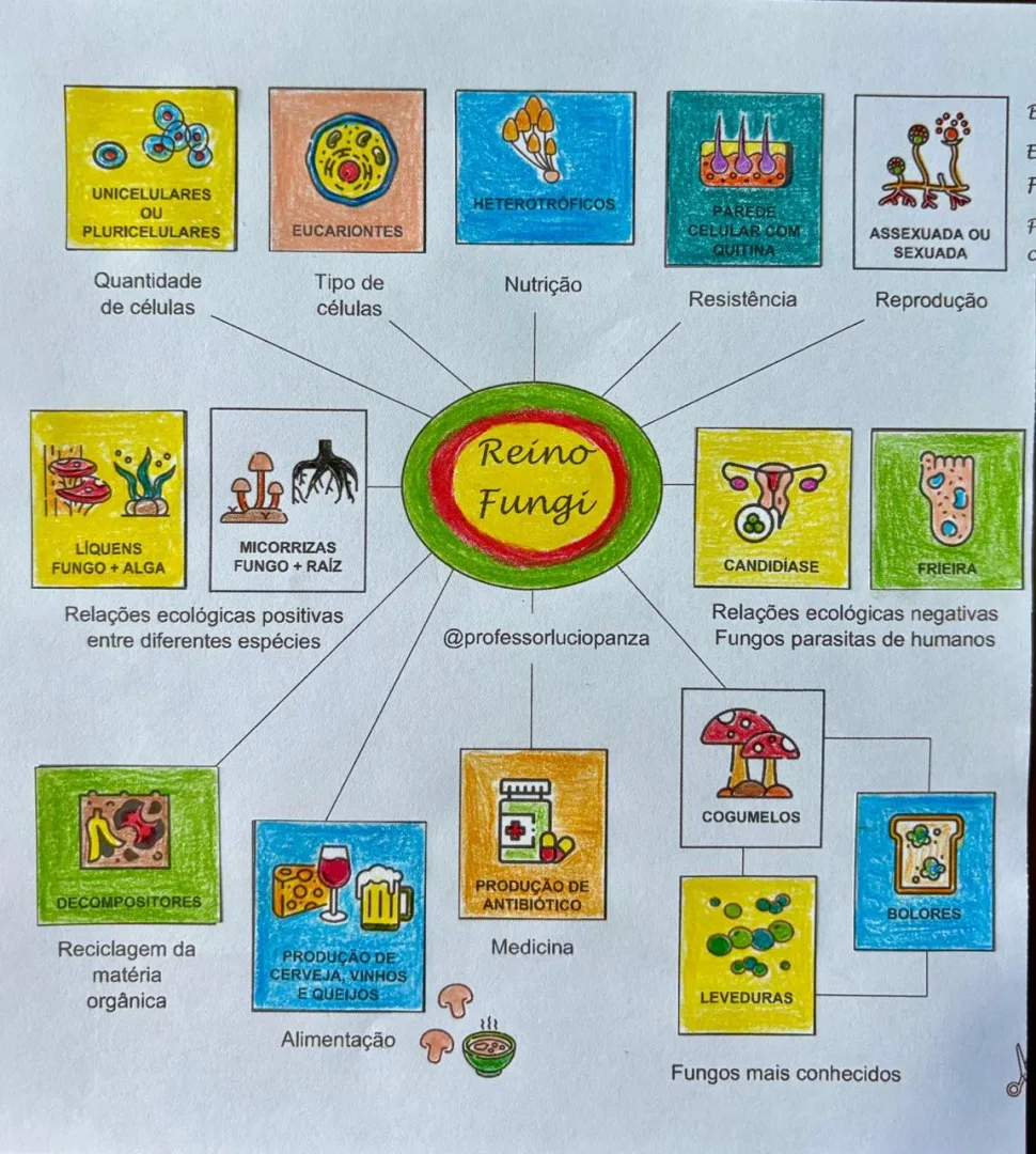 Fungos Mapa Mental Recorte e Colagem em PDF 7° Ano — imagem 2