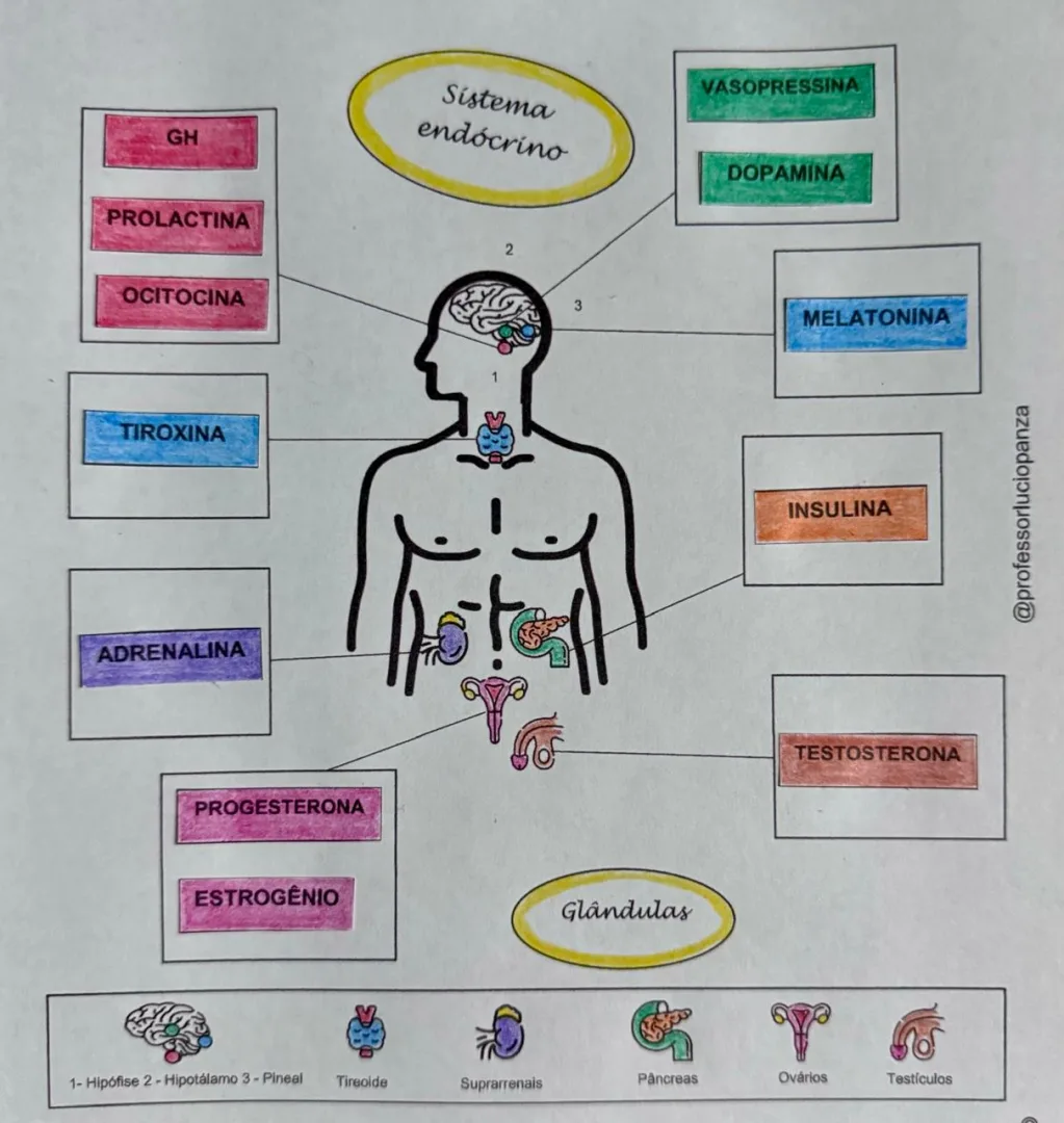 Hormônios e sistema endócrino mapa mental recorte e colagem em PDF 6° ano — imagem 2