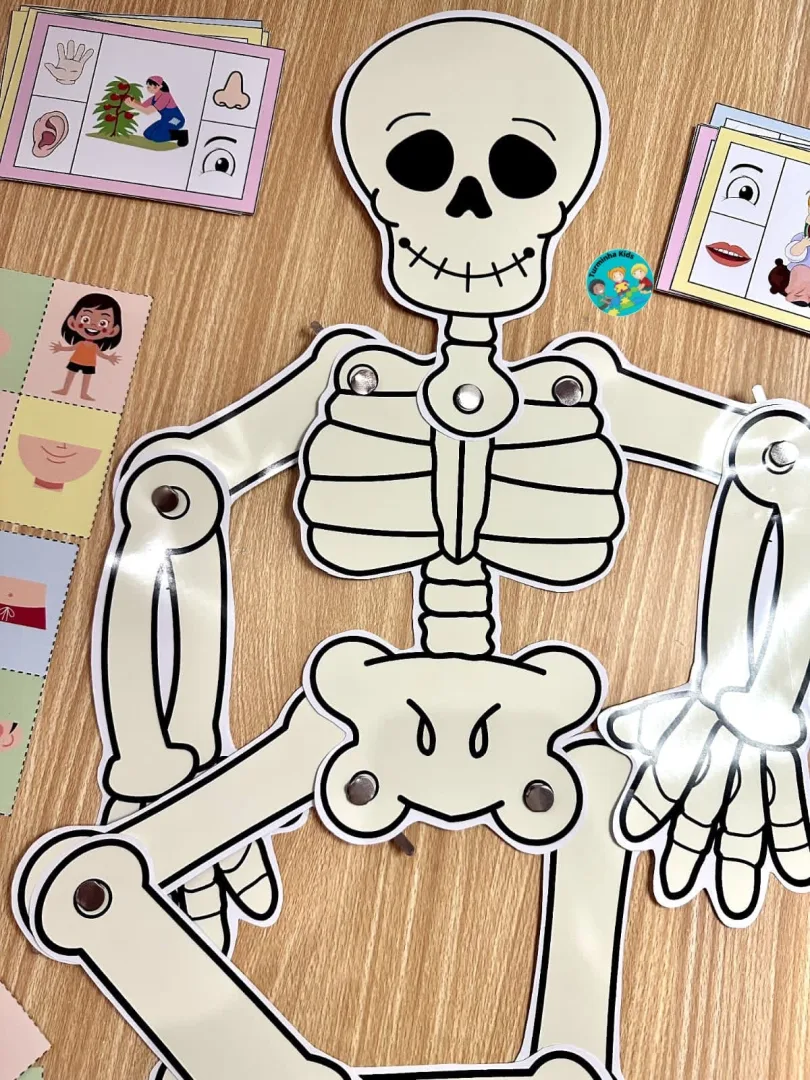 *🌈 KIT CORPO HUMANO* *💰8,90*  ❇️O material possui: 💀 ESQUELETO PARA MONTAR (2 TAMANHOS) 💀 JOGO DA MEMÓRIA 💀 QUEBRA- — imagem 2