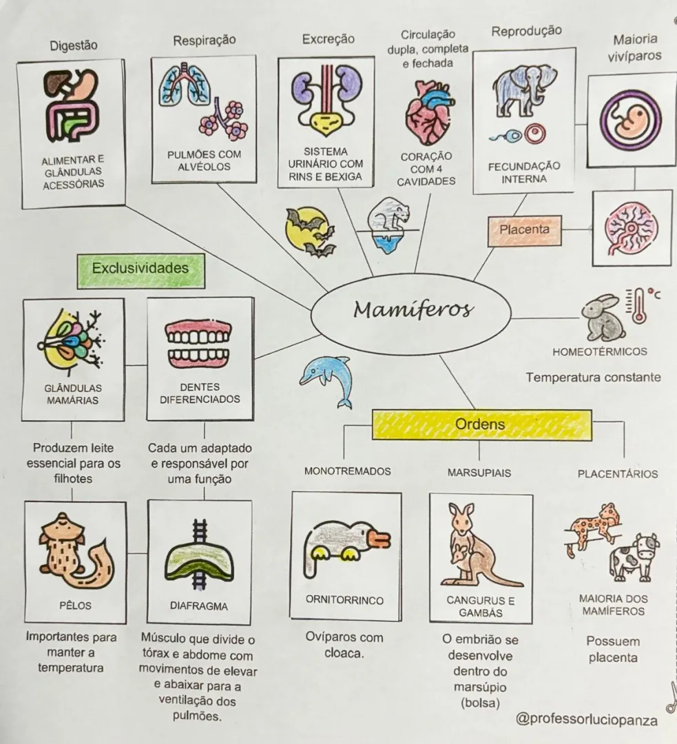 Mamíferos Mapa mental recorte e colagem em PDF  — imagem 2