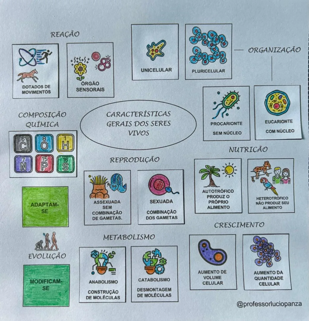 Mapa Mental Características Gerais dos Seres Vivos com Recorte e Colagem em Pdf 7° Ano — imagem 2