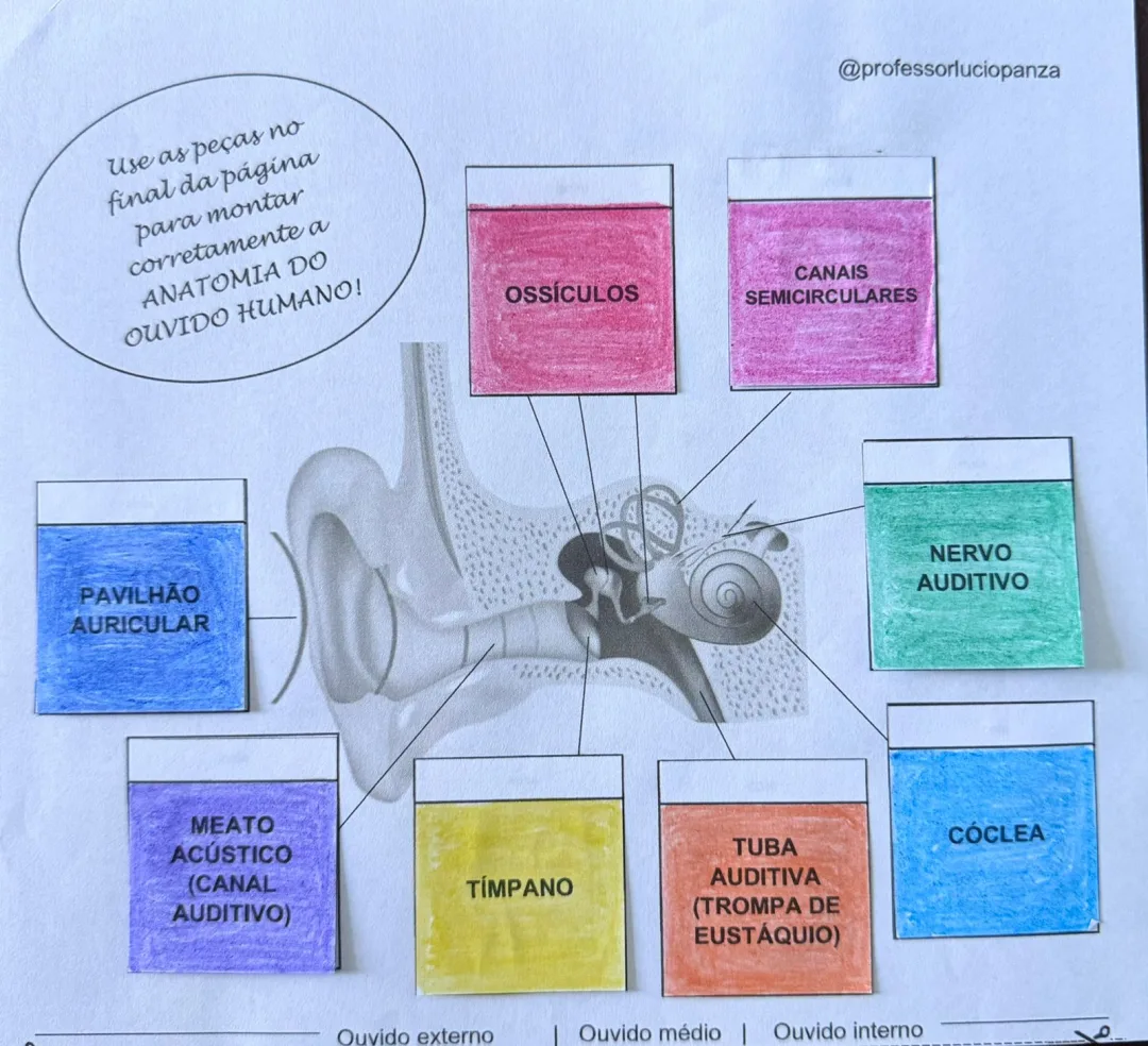 Ouvido Humano Mapa Mental Recorte e Colagem em PDF 6° Ano — imagem 2