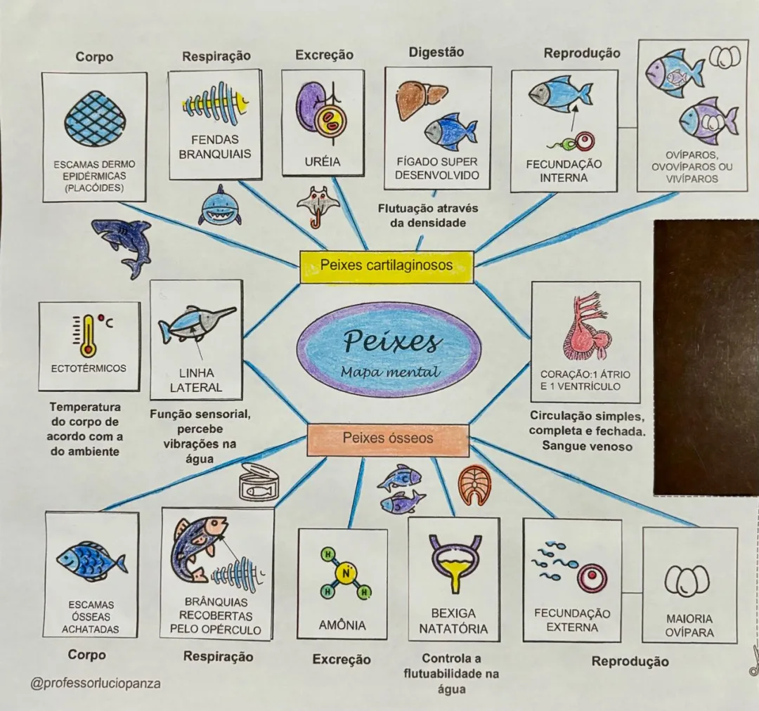 Peixes Mapa Mental Recorte e Colagem em PDF 7° Ano — imagem 2