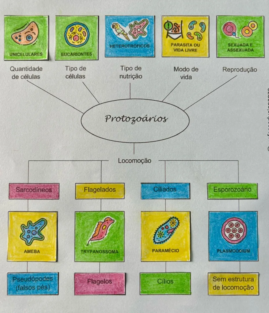 Protozoários Mapa Mental Recorte e Colagem em PDF 7° Ano — imagem 2