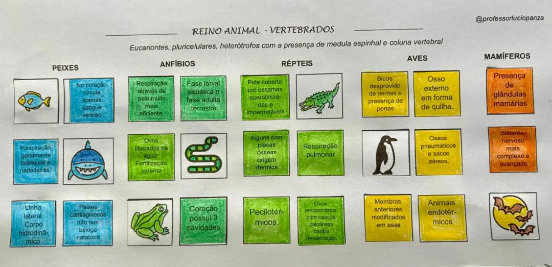 Reino Animal - Vertebrados Mapa Mental Recorte e Colagem em PDF 7° Ano — imagem 2