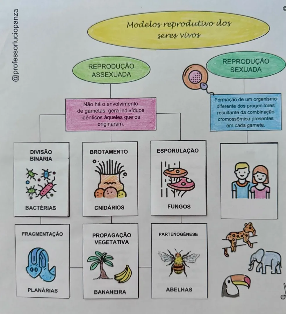 Reprodução Sexuada e Assexuada Mapa Mental Recorte e Colagem em PDF 8° Ano — imagem 2