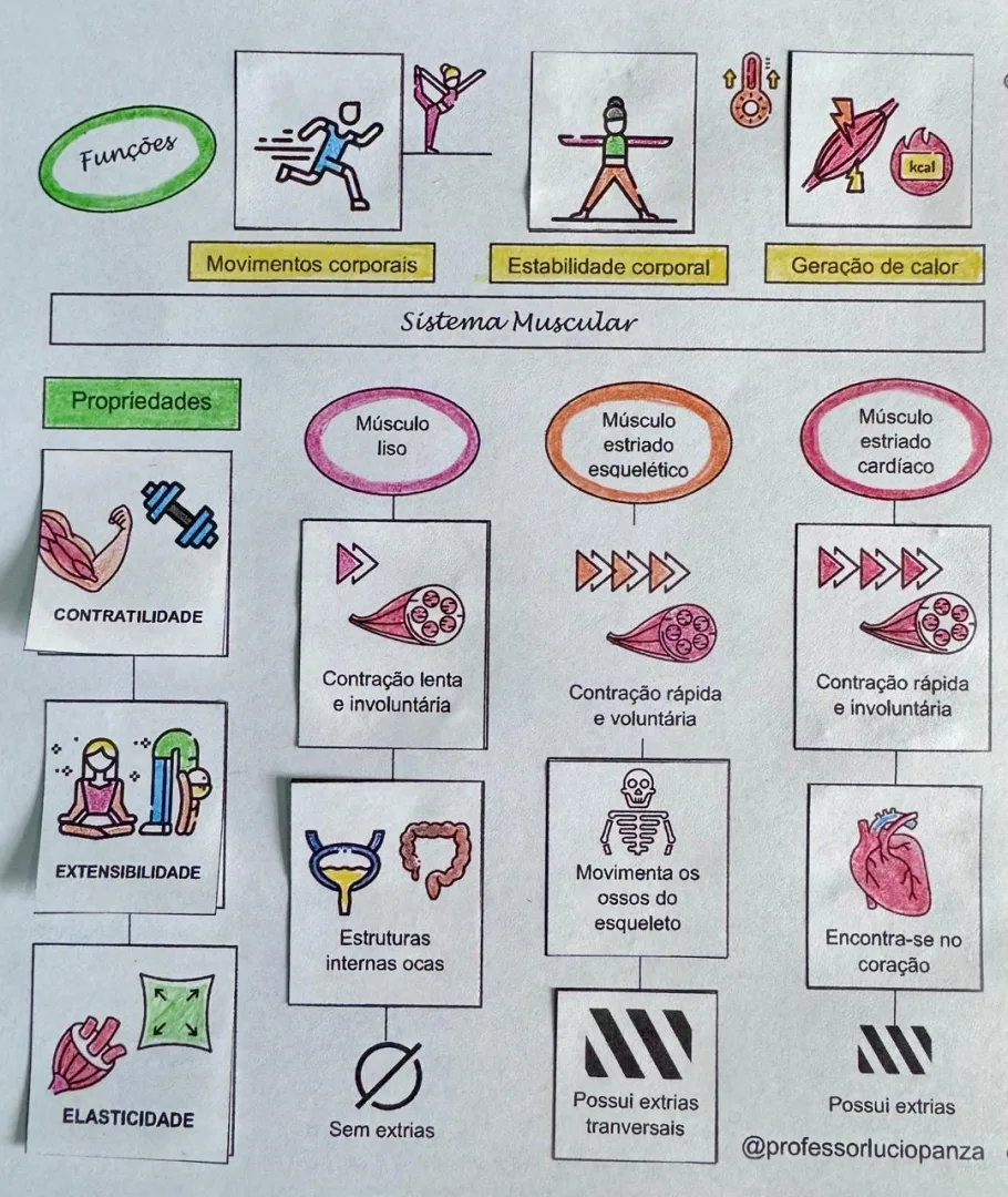 Sistema Muscular Mapa Mental Recorte e Colagem em PDF 6° Ano — imagem 2