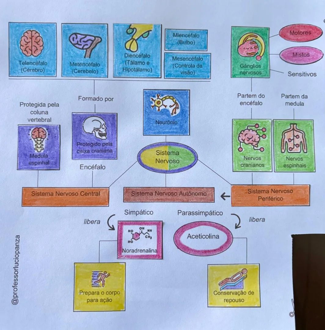 Sistema Nervoso Mapa Mental Recorte e Colagem em PDF 6° Ano — imagem 2