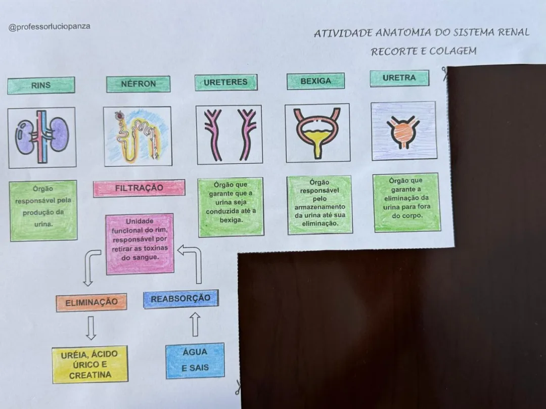 Sistema Renal Mapa Mental Recorte e Colagem em PDF 8° Ano — imagem 2