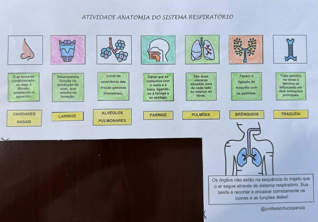 Sistema Respiratório Mapa Mental Recorte e Colagem em PDF 8° Ano — imagem 2