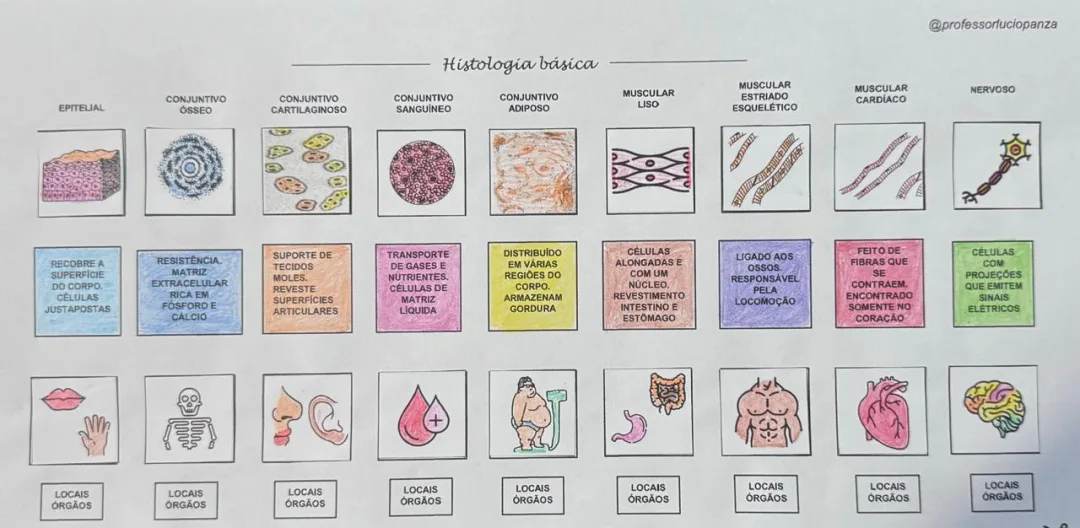 Tecidos Humanos Mapa Mental Recorte e Colagem em PDF — imagem 2