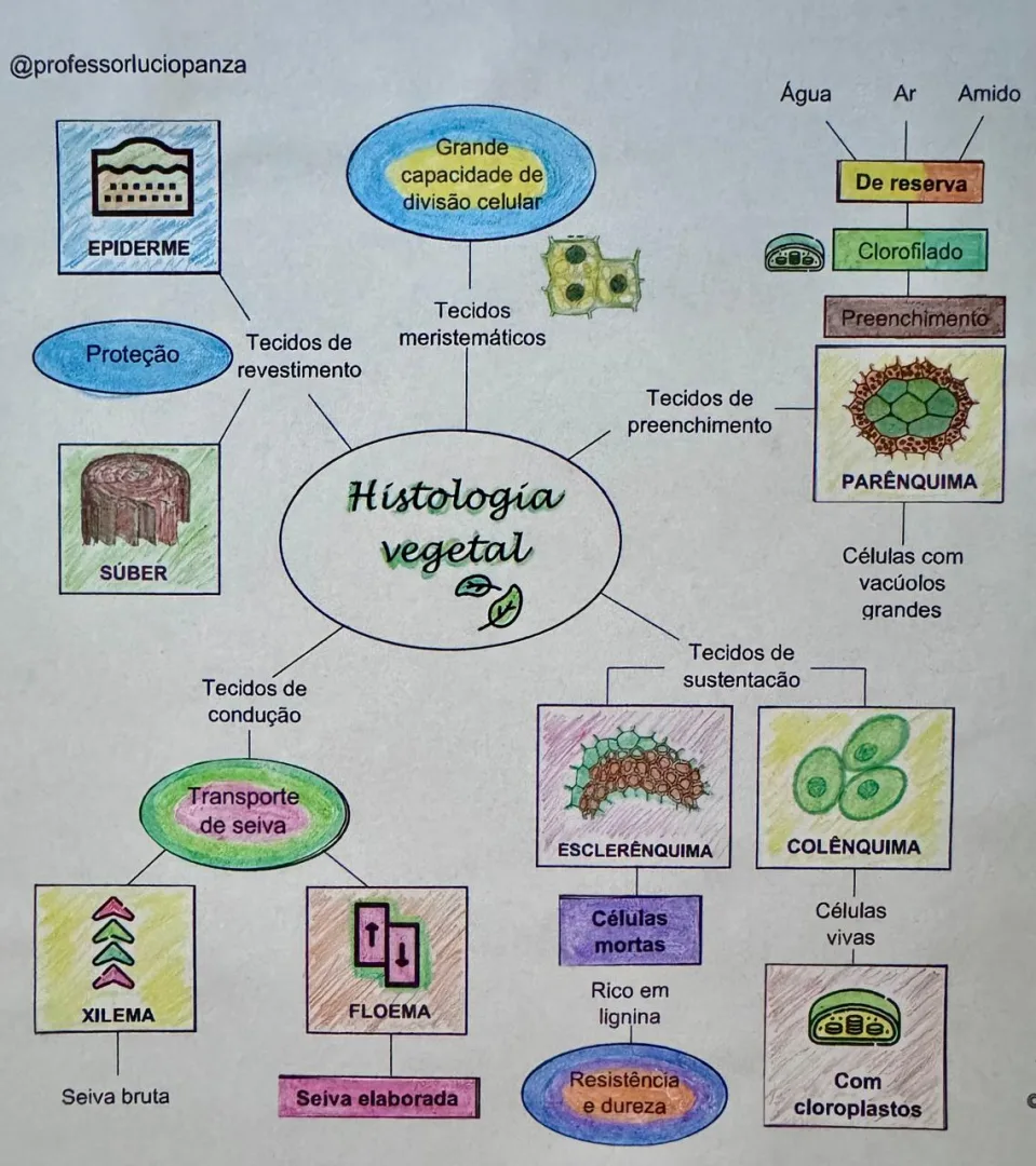 Tecidos Vegetais Mapa Mental Recorte e Colagem em PDF 7°ano — imagem 2